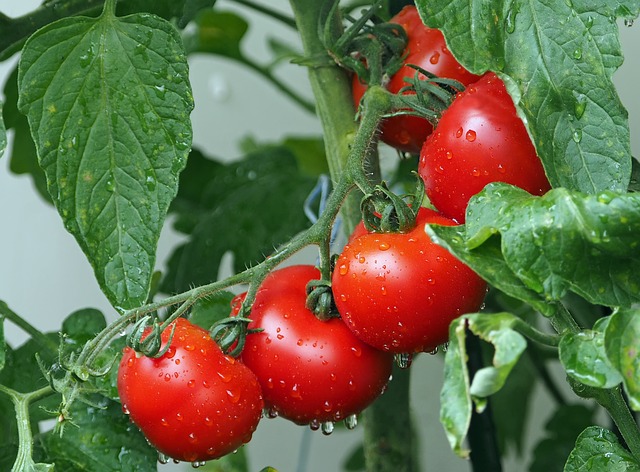 keříková rajčata