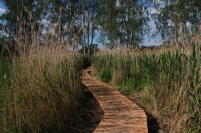 mokřad u Lemberka