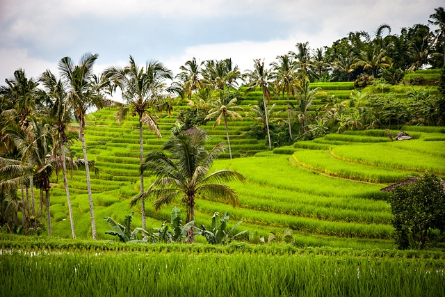 svahy na Bali